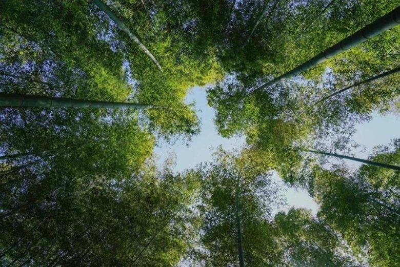 虫虫助手下载